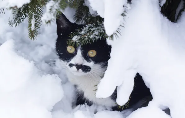 Картинка зима, кошка, кот, снег