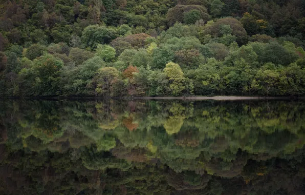 Trees, lake, reflection, mirror, riverside, lakeshore, riverscape