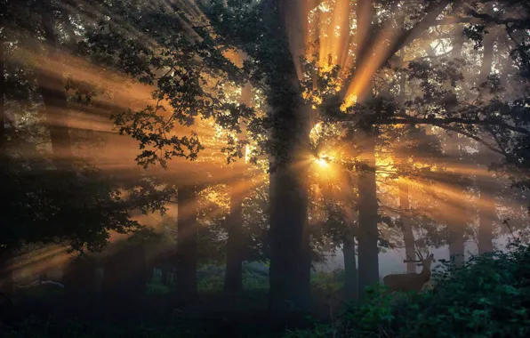 Лес, деревья, утро, лучи света