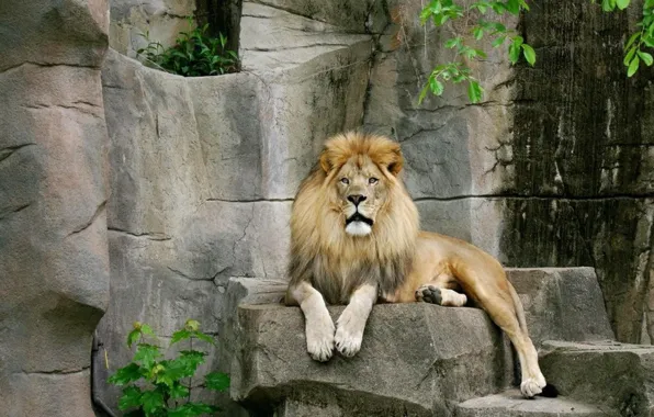 Кошки, камни, Лев
