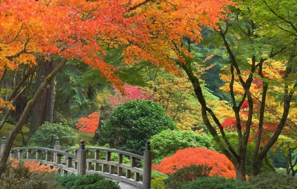 Картинка осень, деревья, парк, Япония, мостик, кусты