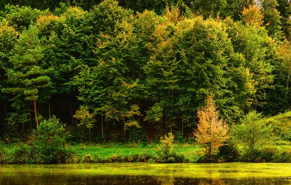 Вода, деревья, парк, отражение, река, берег, Германия, Stuttgart