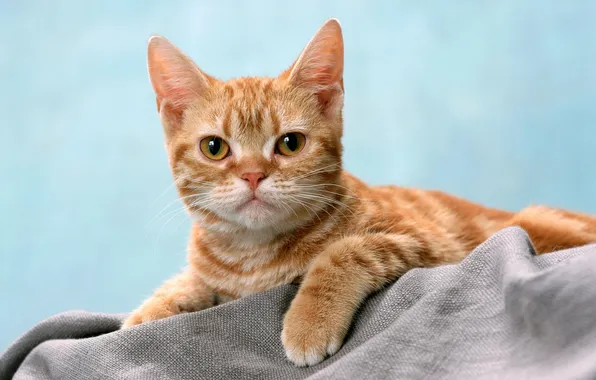 Картинка кот, взгляд, рыжий, полосатый