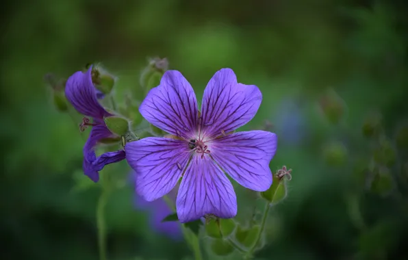 Цветочки, Flowers, Фиолетовые цветы, Purple flowers