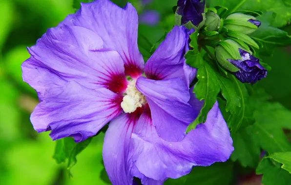 Картинка Макро, Гибискус, Macro, Hibiscus