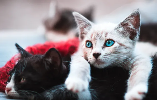Белый, черный, котята, лежат