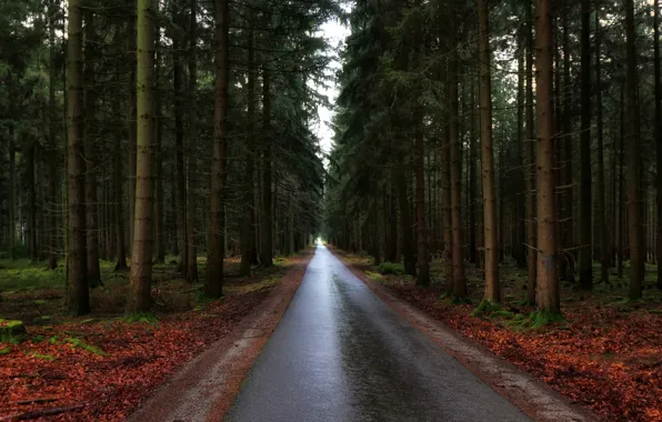 Картинка дорога, лес, деревья