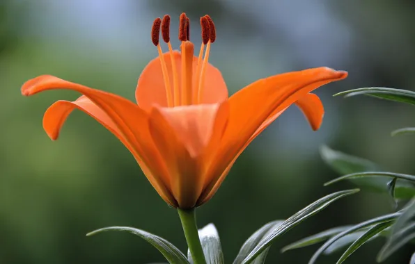 Макро, Лилия, Lily, Macro