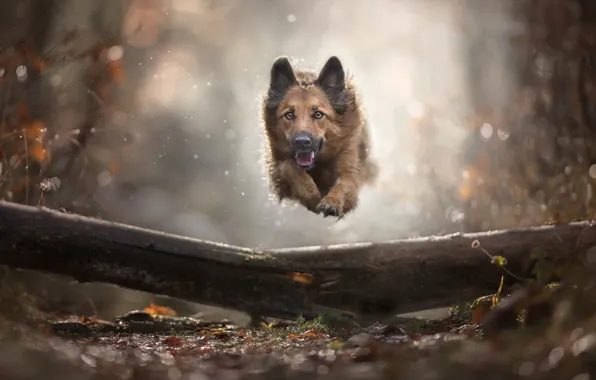 Картинка осень, прыжок, собака, боке