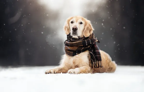 Картинка зима, снег, собака, шарф