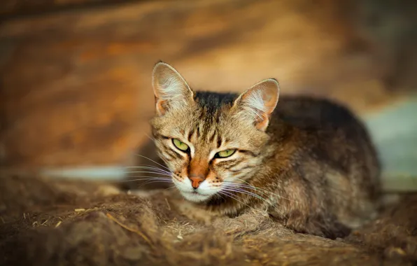 Картинка кот, взгляд, мордочка, боке, котейка, Виктория Герасименко