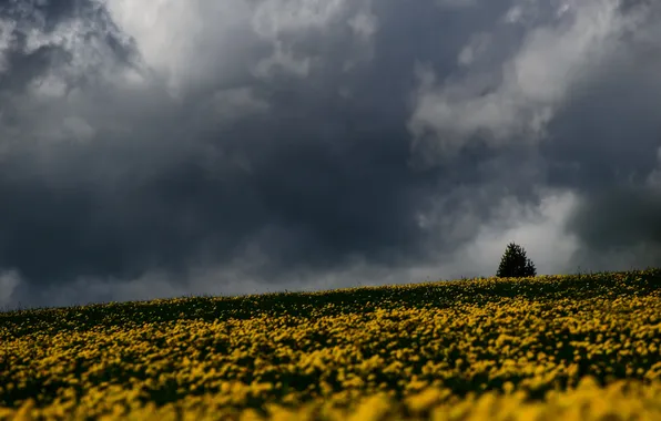 Storm, trees, field, flowers, gray clouds, rainy