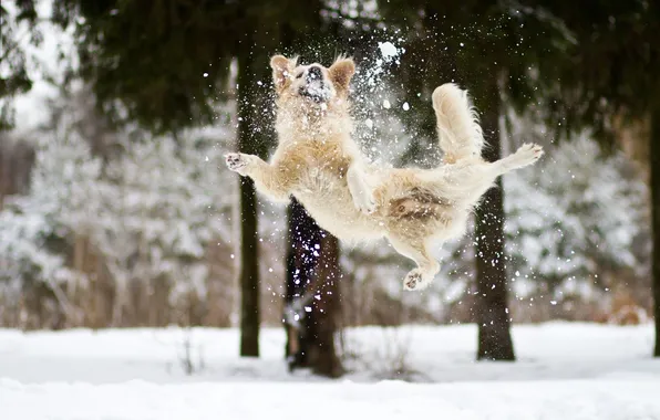 Картинка зима, снег, радость, настроение, собака