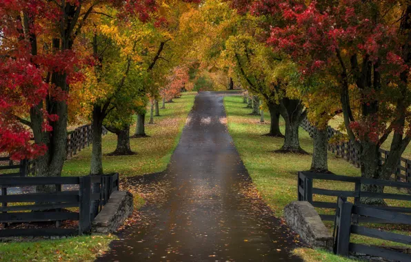 Дорога, осень, деревья, Kentucky, Road to the Roses
