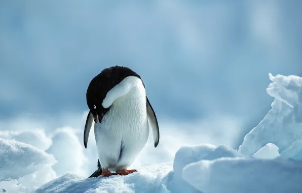 Холод, зима, снег, пингвин