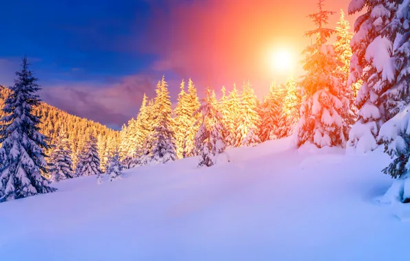 Картинка зима, лес, солнце, снег, горы, тучи, ели