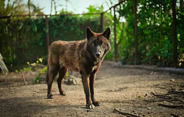Картинка nature, snow, predator, face, animal, wolf, wildlife, portrait