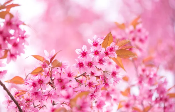 Картинка небо, ветки, весна, сакура, цветение, pink, blossom, sakura