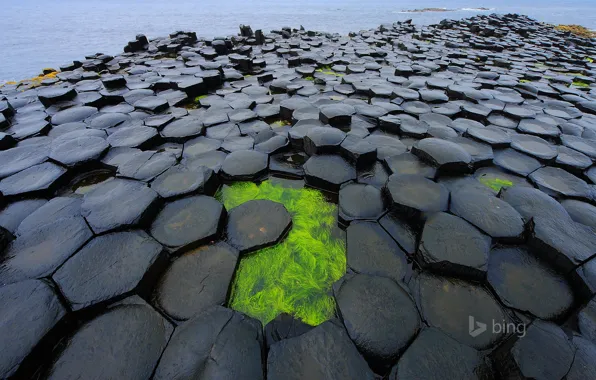 Море, водоросли, дамба, Northern Ireland, Antrim, северная ирландия