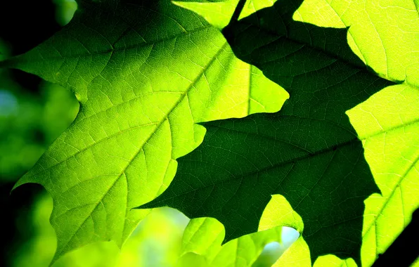 Макро, клен, leaves, leaf