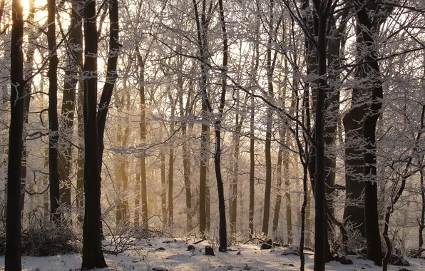 Зима, иней, лес, деревья