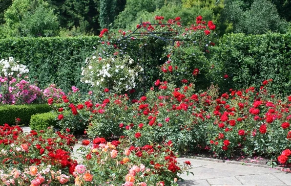 Англия, розы, сад, Devon, England, Gardens, Rosemoor