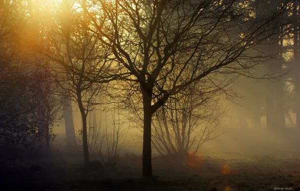 Картинка лучи, деревья, туман, сумрак, Georg Kirk