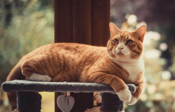 Кошка, кот, взгляд, природа, поза, фон, столб, рыжий