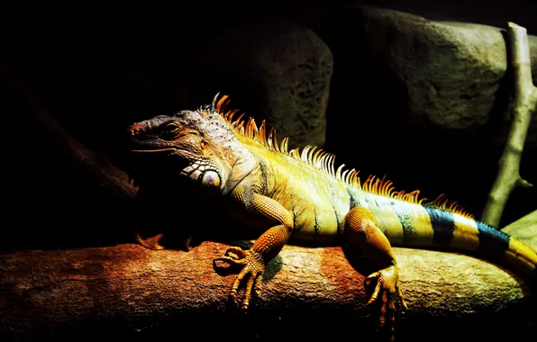 Green, dark, light, animals, lizard, reptile, malaysia, 1080P