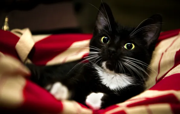Картинка кошка, белый, красный, котенок, животное, черный, лапы, сладко