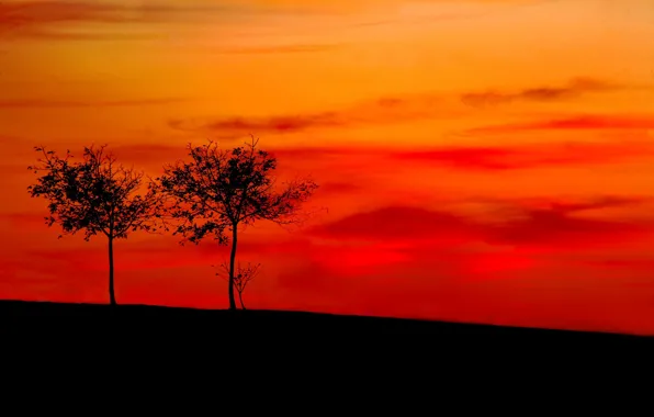 Картинка деревья, склон, силуэт, зарево
