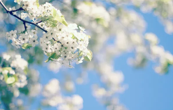 Картинка небо, цветы, дерево, весна, цветение