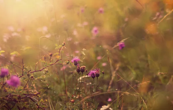 Картинка лето, трава, свет, цветы, природа, поляна, цвет, растения