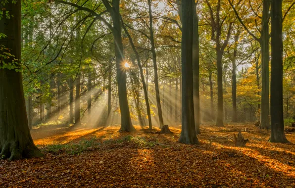 Картинка осень, лес, листья, лучи, деревья, Бельгия, Belgium, Брюгге