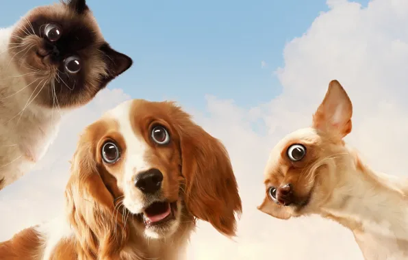 Картинка кошка, собаки, небо, взгляд, юмор