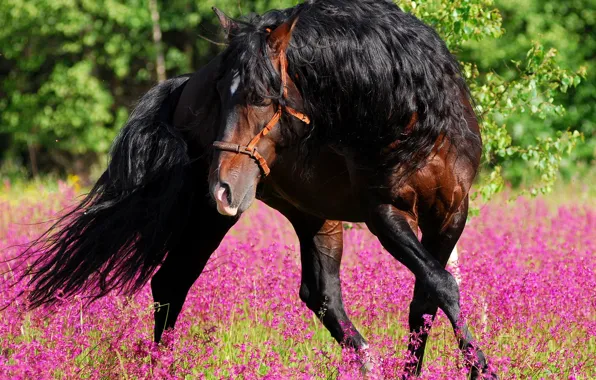 Картинка цветы, природа, конь, танец