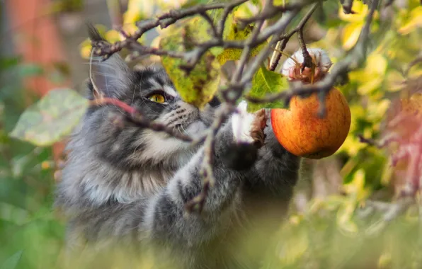 Кошка, лето, кот, взгляд, свет, ветки, поза, серый