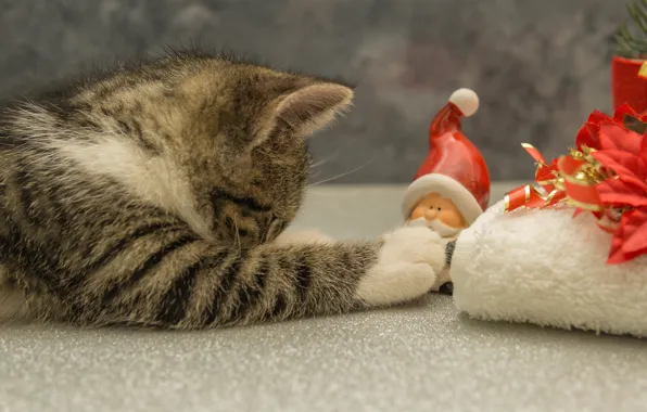 Картинка кошка, поза, котенок, серый, фон, подарок, игрушка, игра
