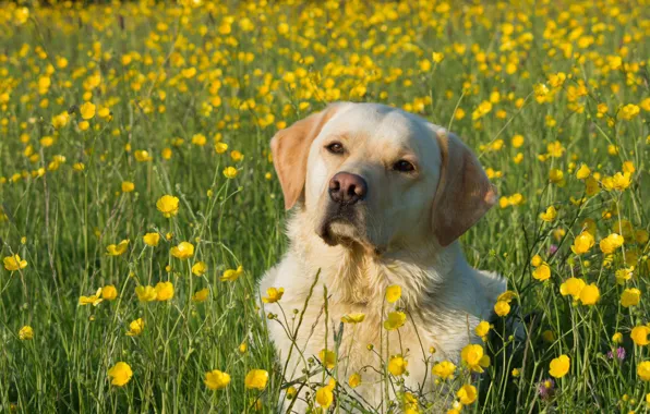 Картинка цветы, собака, луг, лютики, Лабрадор-ретривер
