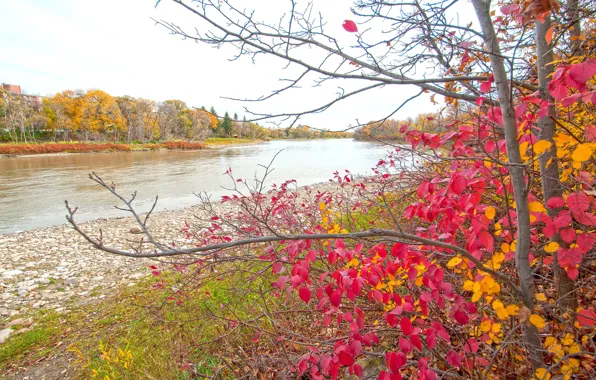 Картинка осень, лес, листья, деревья, пруд, парк, река, краски