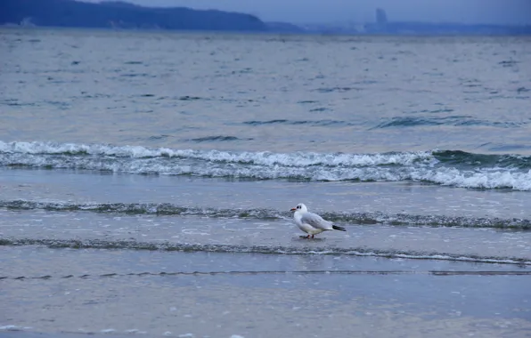Beach, sea, bird, water, seagull
