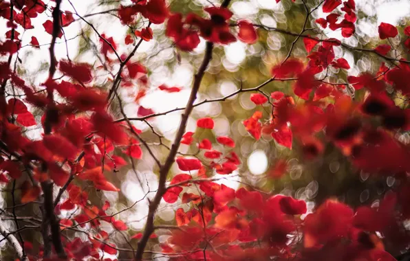 Листья, ветки, ветер