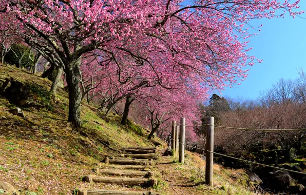 Картинка небо, забор, весна, Япония, сад, сакура, склон, ступени