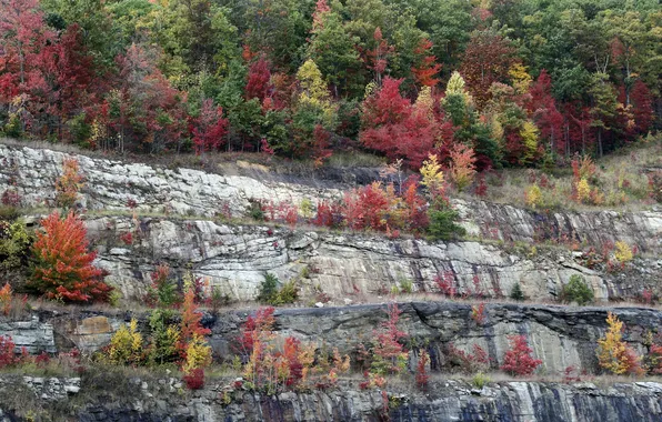 Осень, деревья, скалы, склон