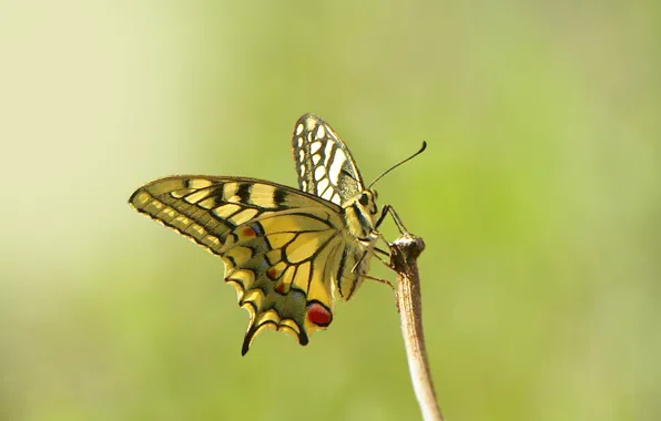 Картинка глаза, бабочка, ветка, усики, eyes, butterfly, branch, antennae