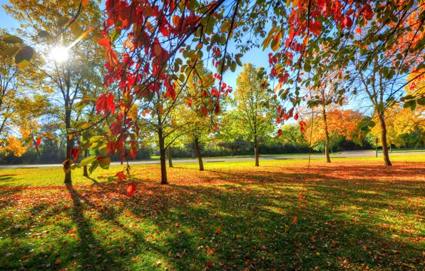 Картинка осень, небо, трава, листья, деревья, парк