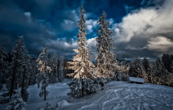Картинка зима, лес, снег, деревья, Швейцария, ели, сарай