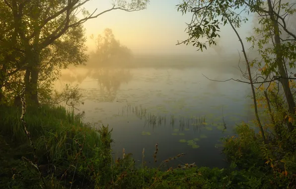 Картинка природа, туман, река, утро