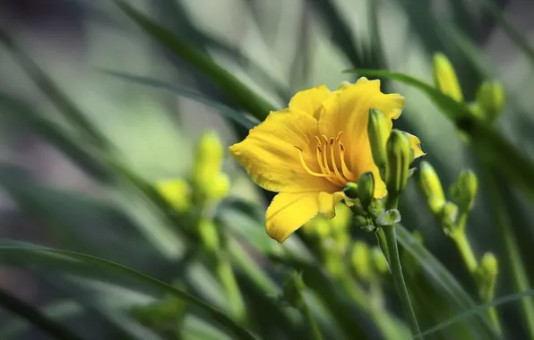 Макро, цветы, природа