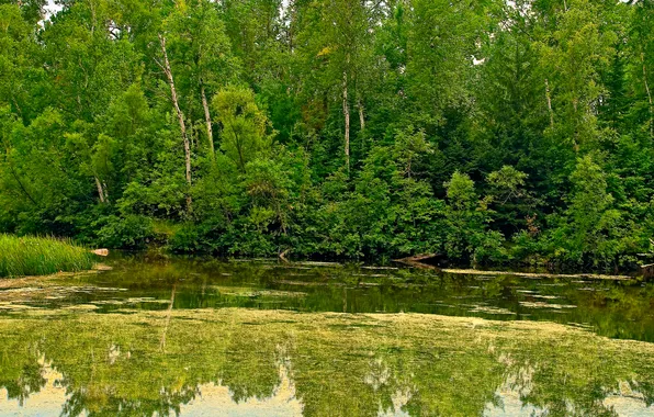 Лес, деревья, пруд, отражение